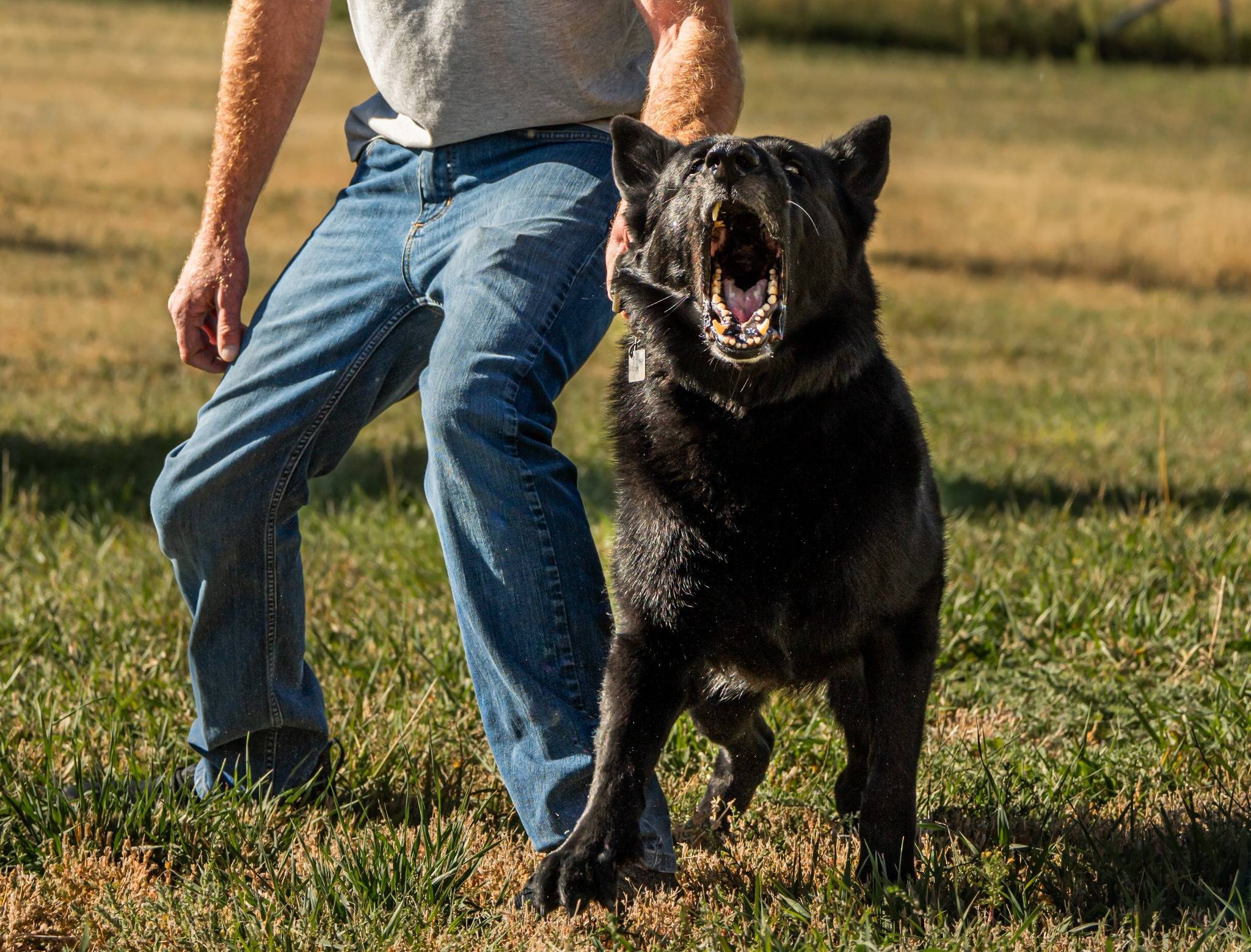 Protection Dog Training training image 2